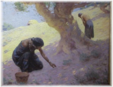 Native American Harvesting 1912