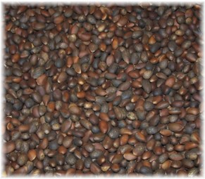 New Mexico and Colorado Pinon Nuts, P.Edulis